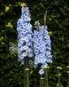 Delphinium 'Pericles'