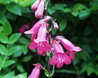 Penstemon cerise