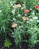 Achillea 'Feuerland'