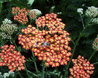 Achillea 'Feuerland'