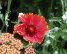 Gaillardia 'Tokajer'
