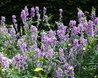 Galega officinalis 'Lady Wilson'