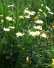 Anthemis tinctoria 'Wargrave'