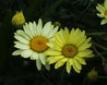 Anthemis tinctoria 'Wargrave'