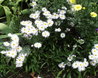 Erigeron 'Schneewittchen'