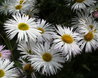 Erigeron 'Schneewittchen'