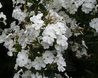 Phlox carolina 'Miss Lingard'