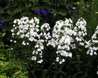 Phlox carolina 'Miss Lingard'