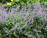 Nepeta x faassenii