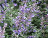 Nepeta x faassenii