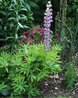 Lupinus 'Tom Reeves'