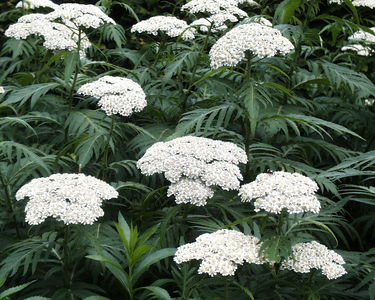 Achillea grandifolia