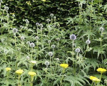Echinops ritro