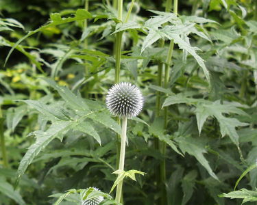Echinops ritro