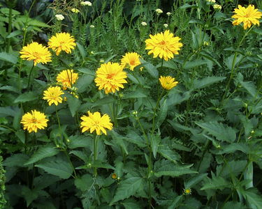 Heliopsis helianthoides subsp. scabra