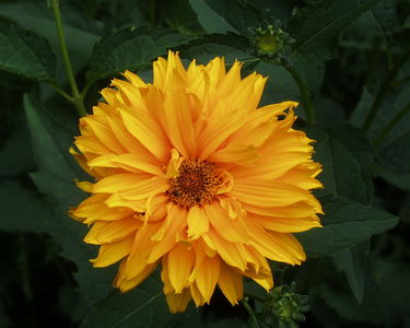 Heliopsis helianthoides subsp. scabra