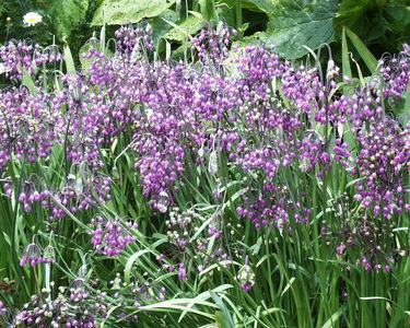 Allium cernuum