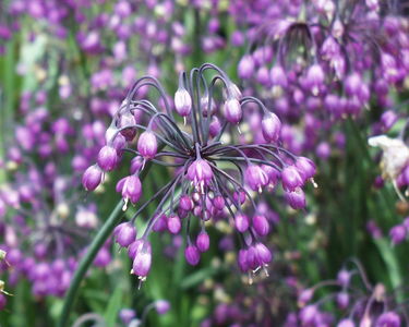Allium cernuum