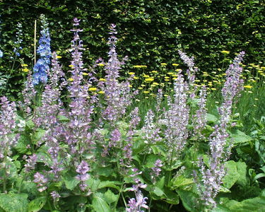 Salvia sclarea var. 'Turkestanica'