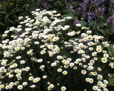 Anthemis tinctoria 'E.C. Buxton'