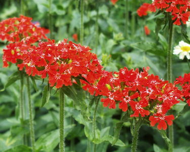 Lychnis chalcedonica