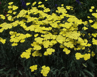 Achillea 'Moonshine'
