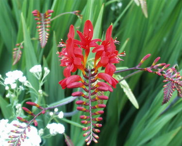 Crocosmia 'Lucifer'
