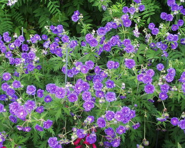 Geranium pratense 'Plenum Violaceum'