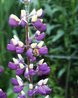 Lupinus 'Tom Reeves'