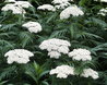 Achillea grandifolia