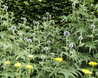 Echinops ritro