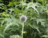 Echinops ritro