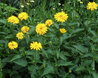 Heliopsis helianthoides subsp. scabra