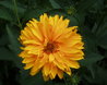 Heliopsis helianthoides