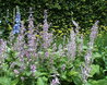 Salvia sclarea var. 'Turkestanica'