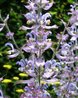 Salvia sclarea var. 'Turkestanica'