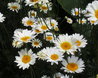 Anthemis tinctoria