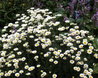 Anthemis tinctoria 'E.C. Buxton'