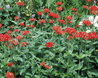 Lychnis chalcedonica