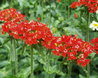 Lychnis chalcedonica