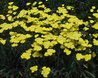 Achillea 'Moonshine'
