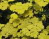 Achillea 'Moonshine'