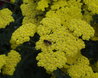 Achillea 'Moonshine'