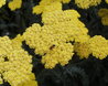 Achillea 'Moonshine'