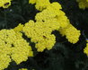 Achillea 'Moonshine'