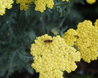 Achillea 'Moonshine'