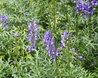 Aconitum 'Bressingham Spire'