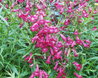 Penstemon 'Garnet'