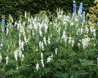 Galega officinalis 'Alba'