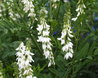 Galega officinalis 'Alba'